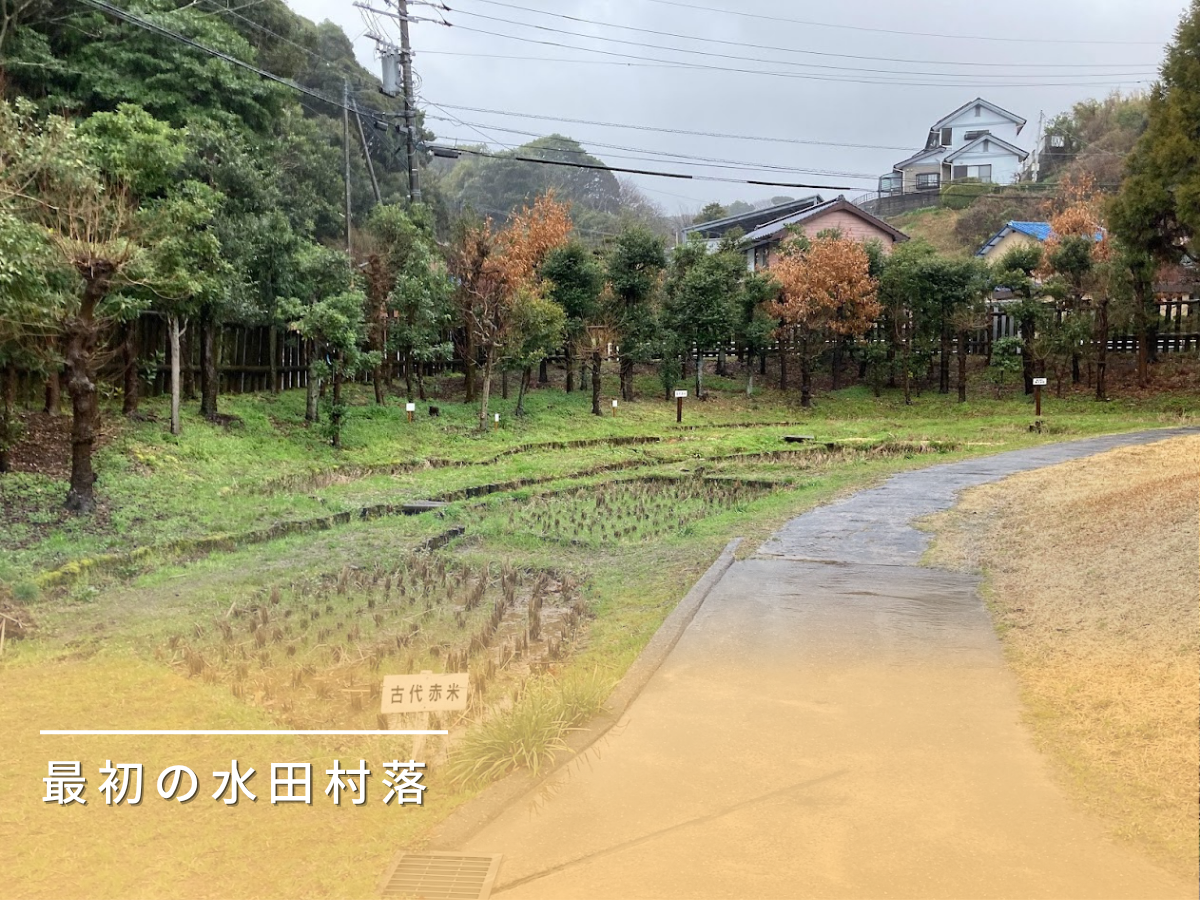 菜畑遺跡