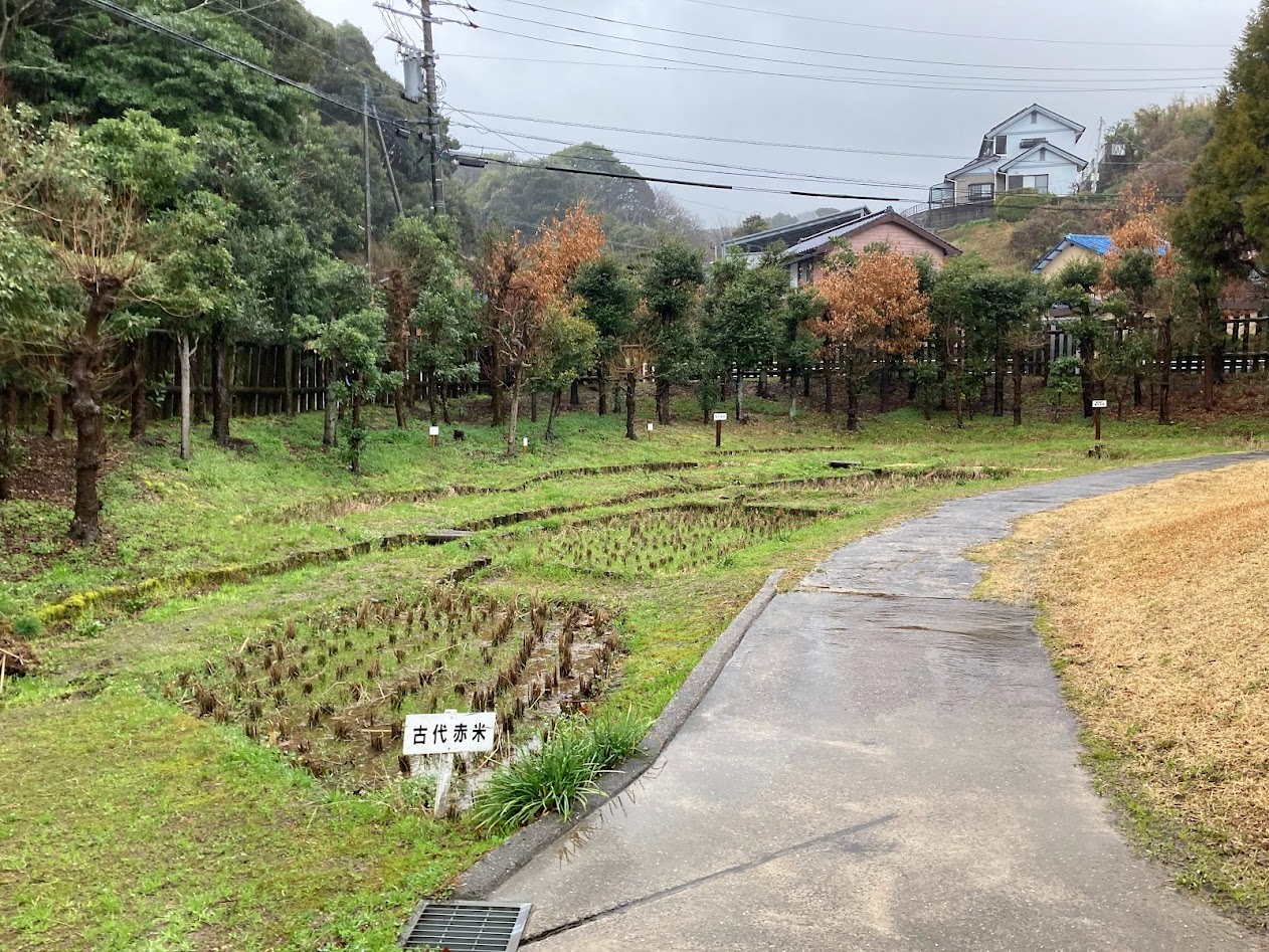 菜畑遺跡