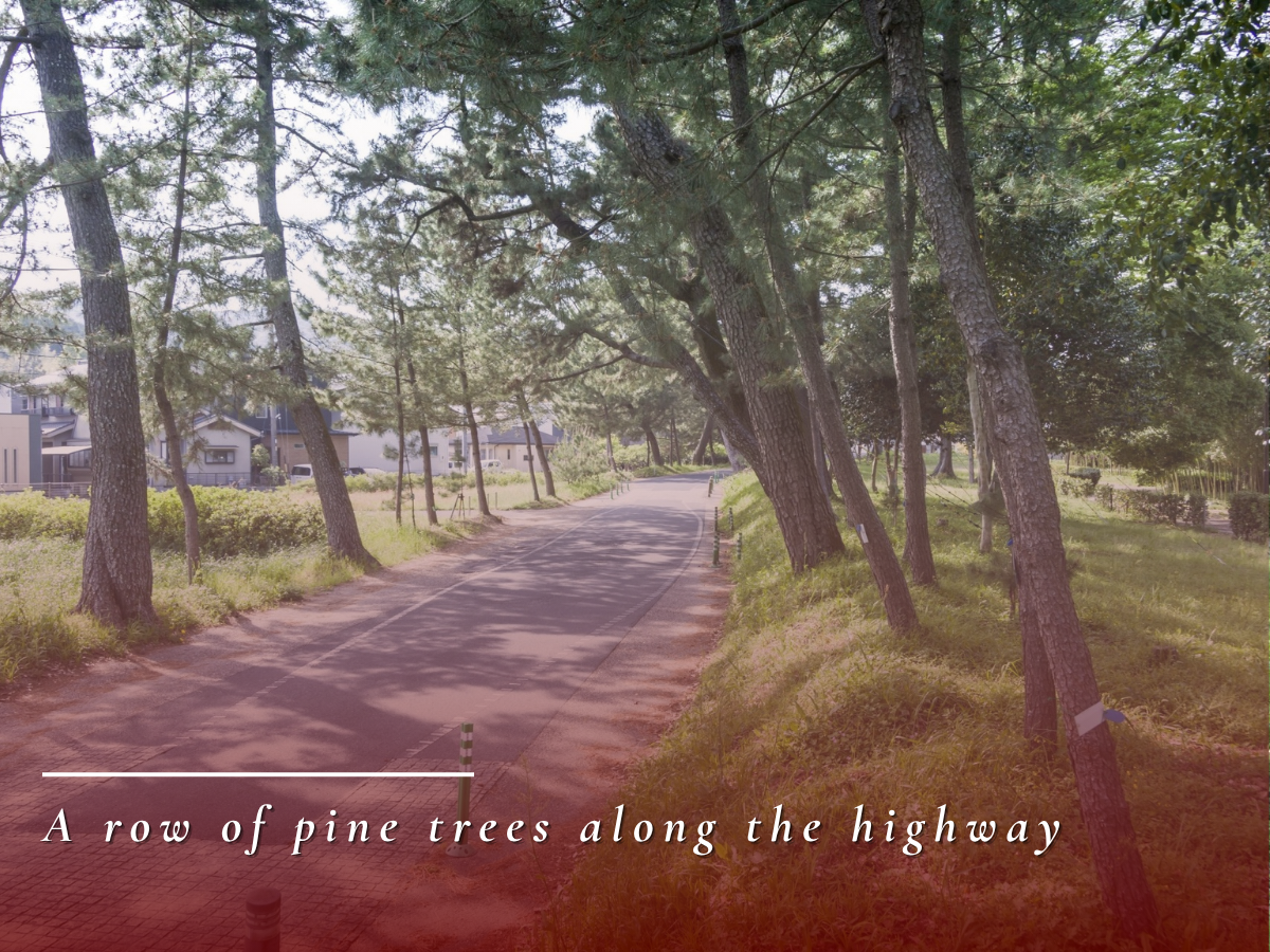 Pine-lined Avenue