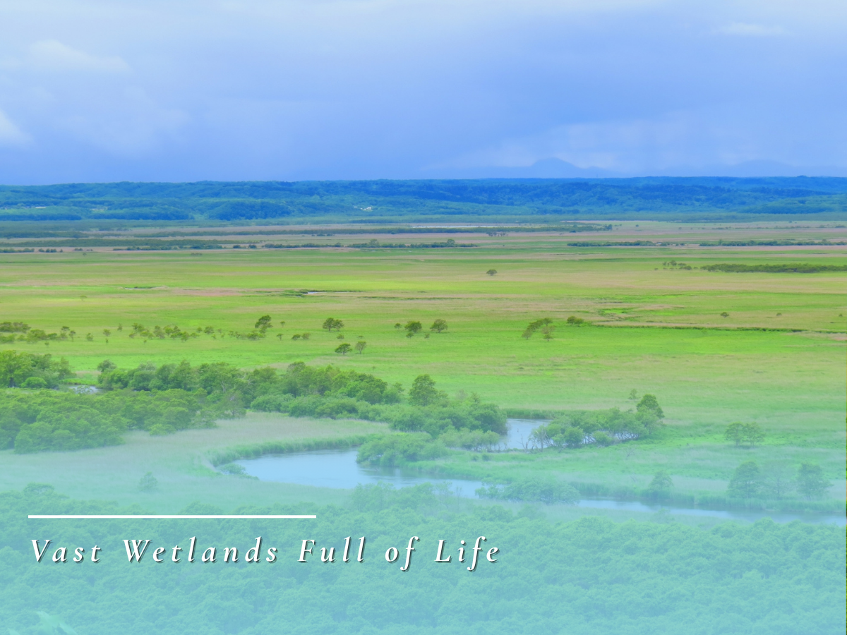 Kushiro Wetlands