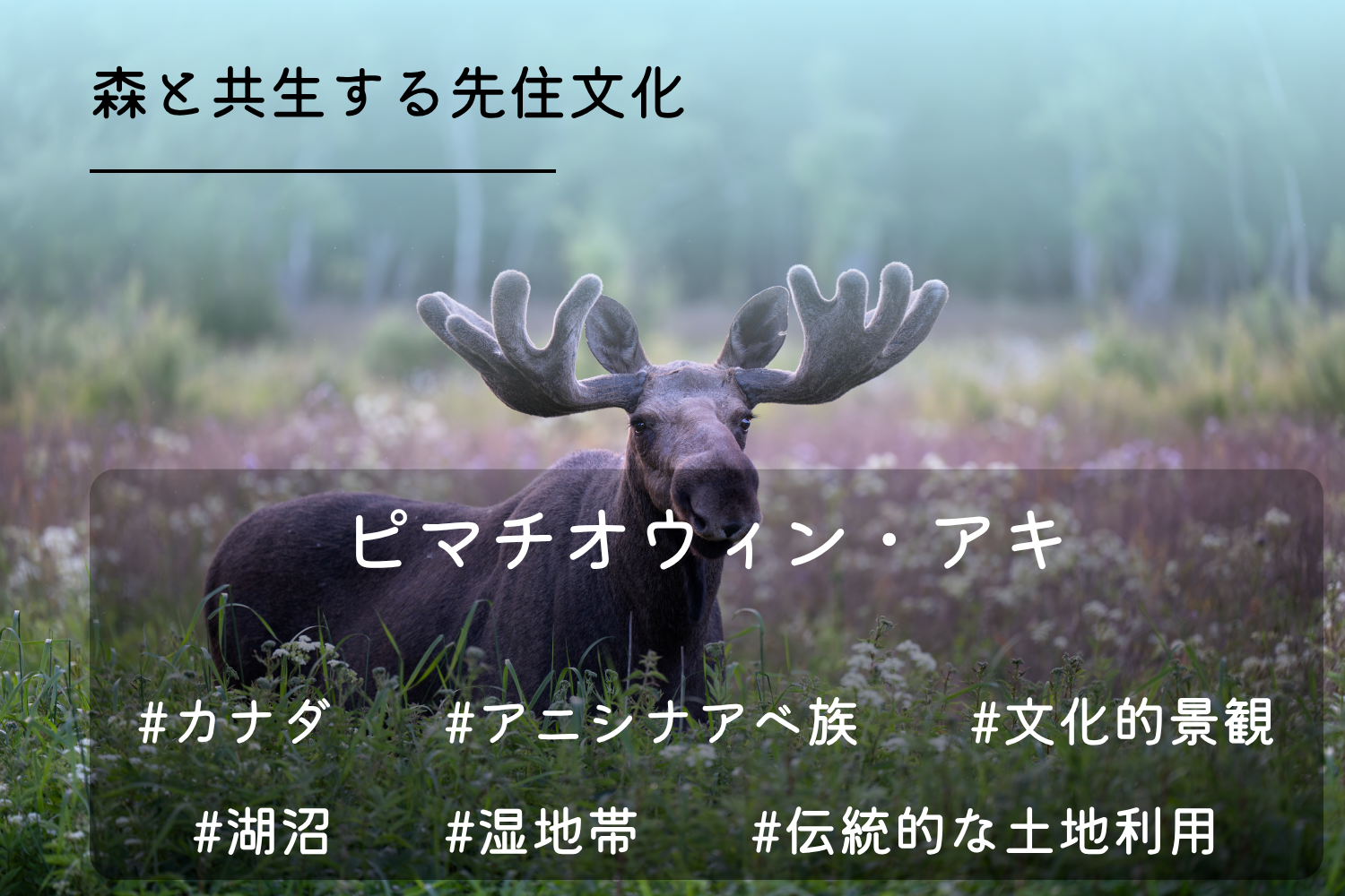 ピマチオウィン・アキ