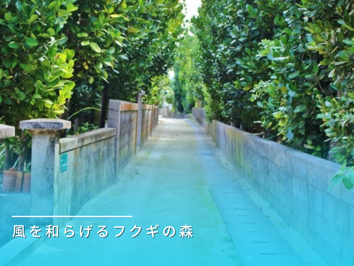 フクギ防風林